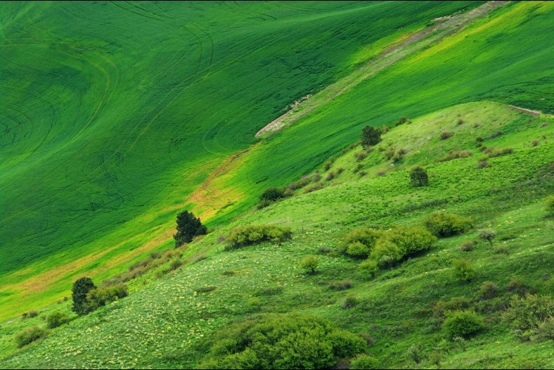 Hillside In The Palouse.
